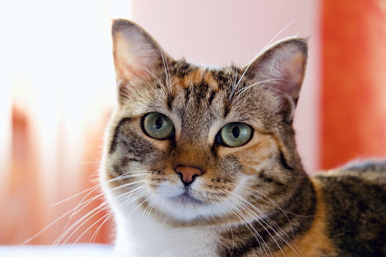 4. 黄猫性价比分析