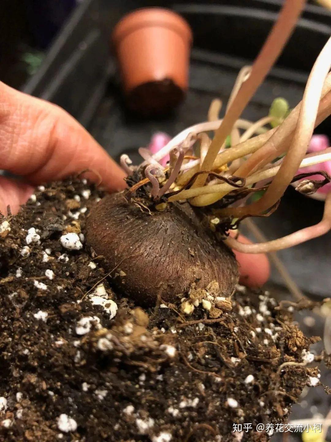 带你走进球根植物大世界,品种丰富,栽种有技巧,养护指南教给你 - 知乎