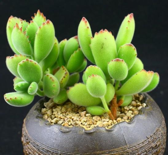 熊童子 多肉植物 多肉植物熊童子每天认识一款多肉- 知乎