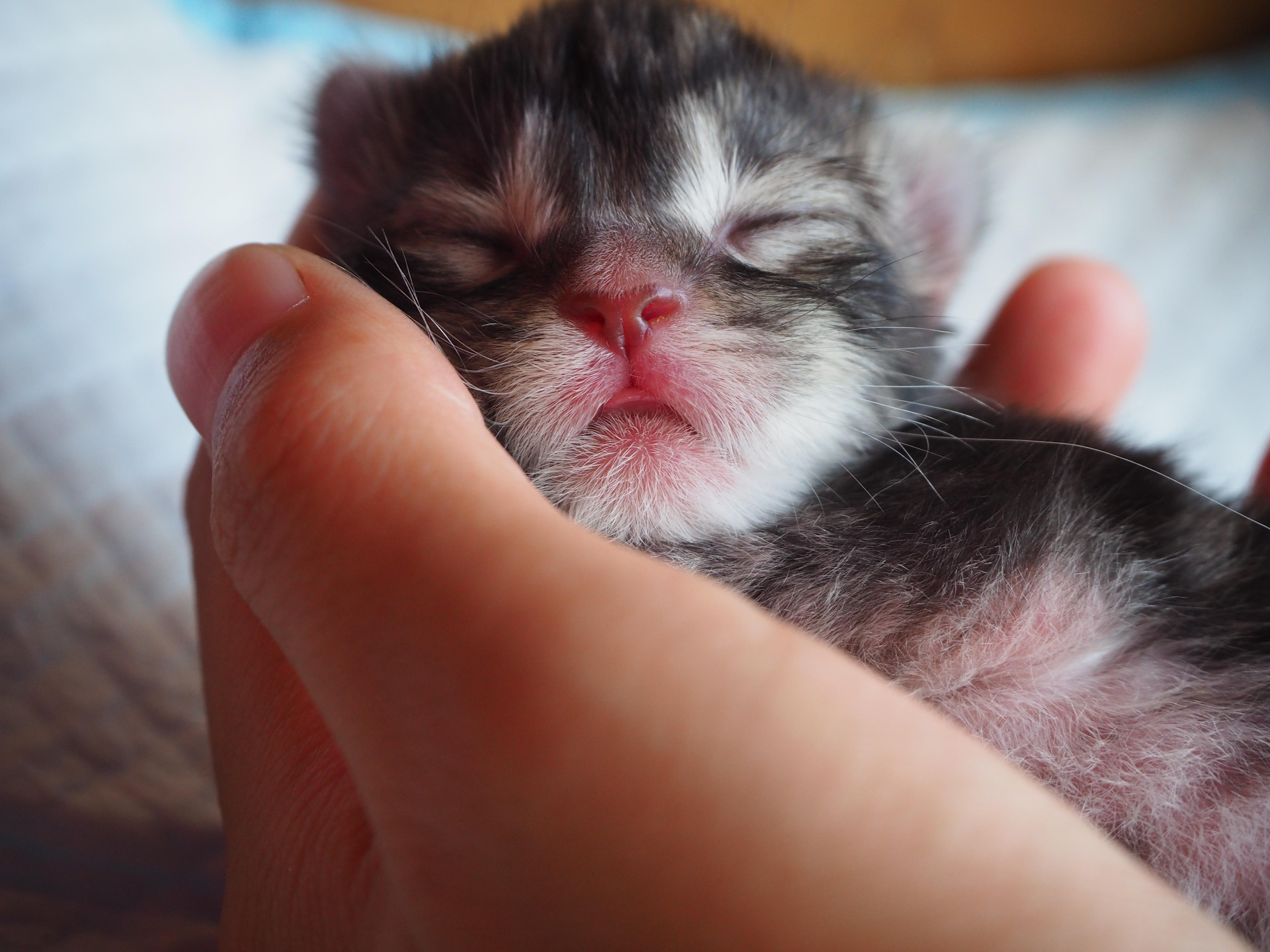 最好看的银虎斑缅因猫长什么样子? - 知乎