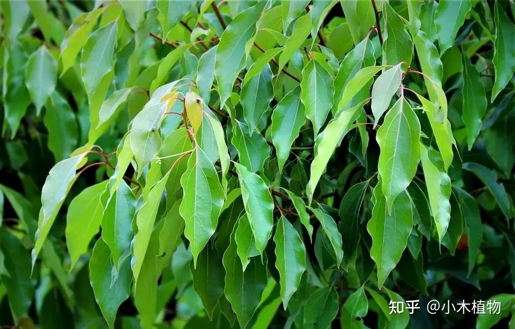 中国城市绿化