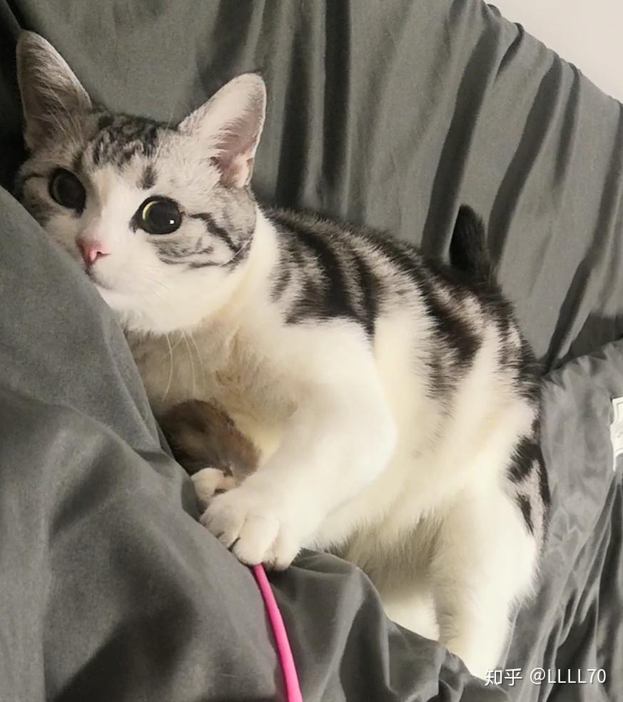 2000块钱左右的起司猫(美短加白)长大会长成土猫吗?