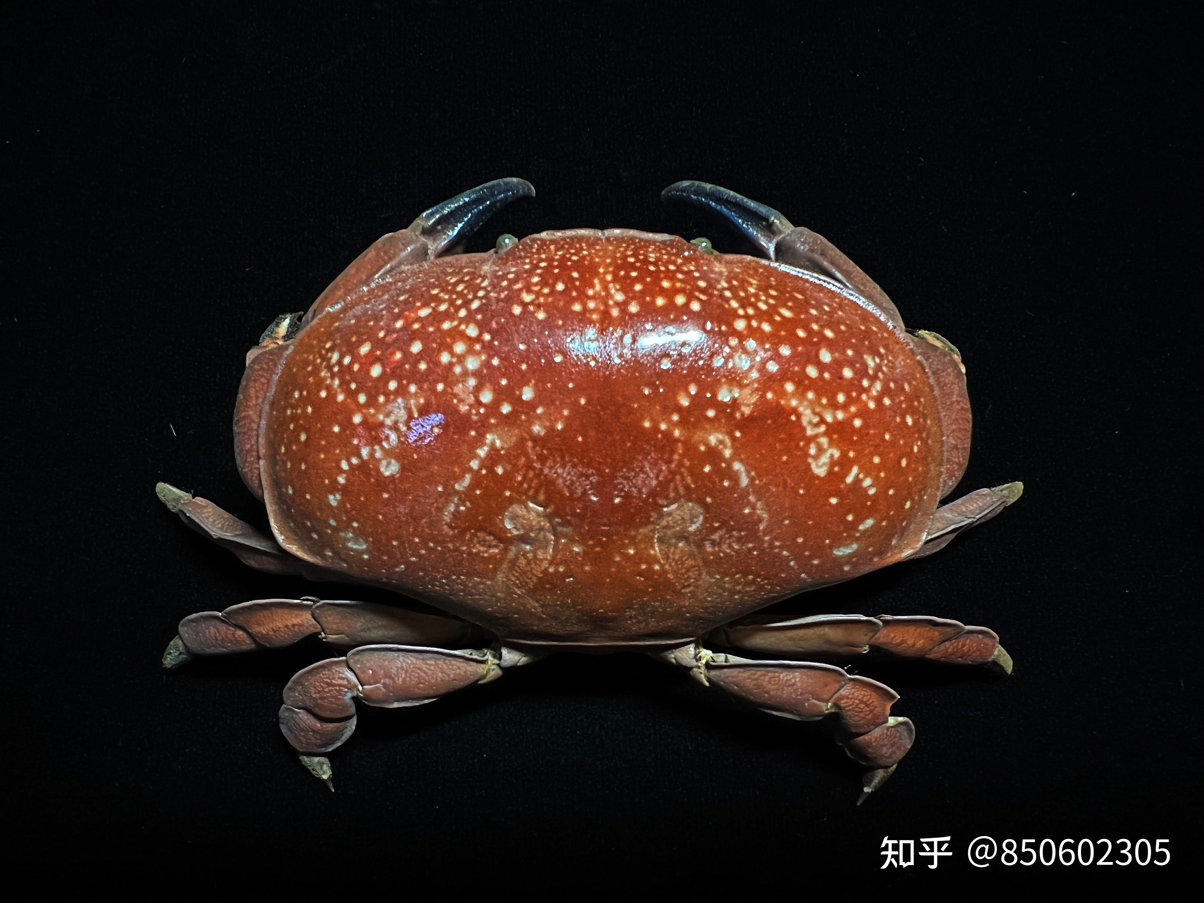 螃蟹的种类常见图片