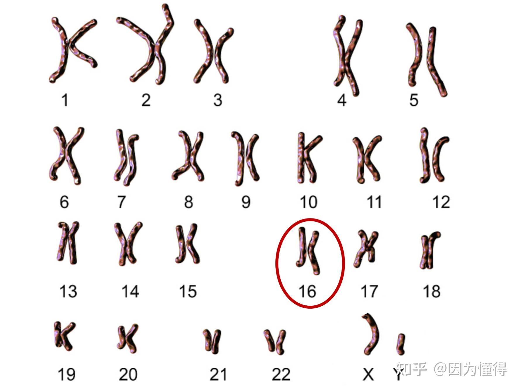 Aa×AA遗传图图片