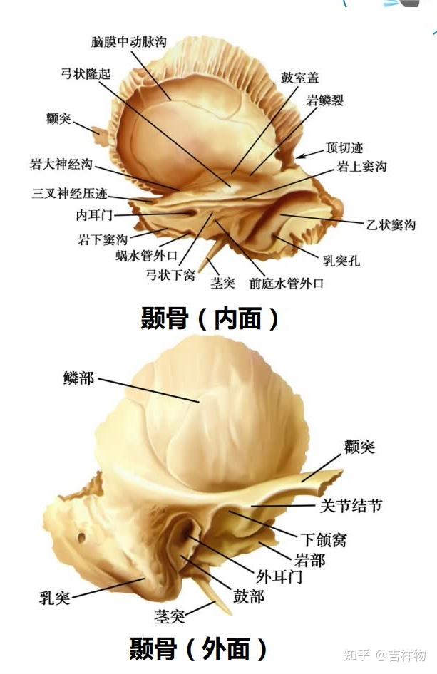 系统解剖学笔记1-颅骨 - 知乎