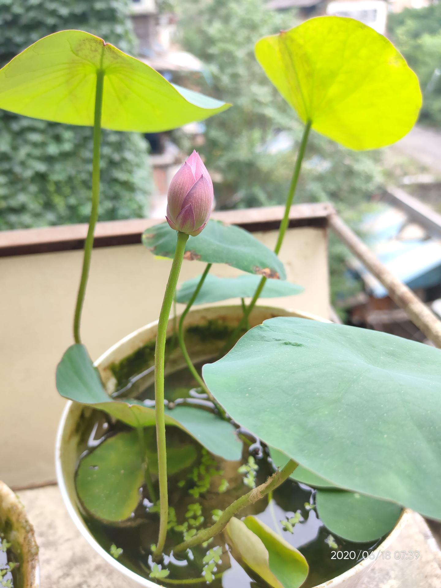 总结整理种植 碗莲 注意事项 知乎