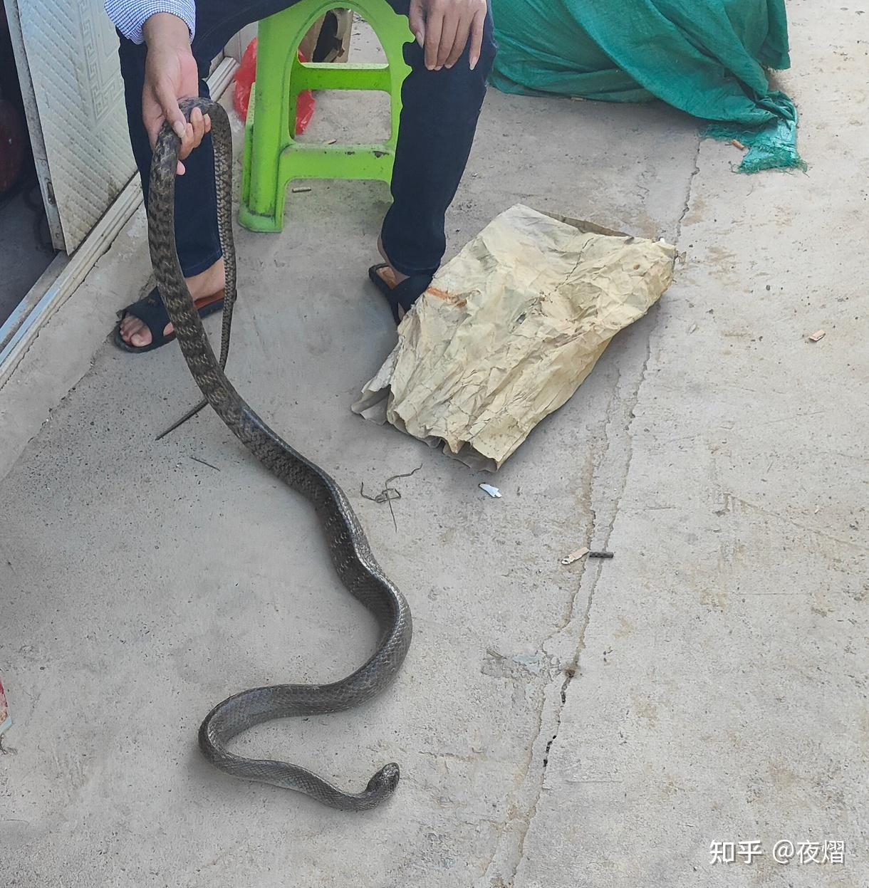 眼镜蛇图片是什么蛇