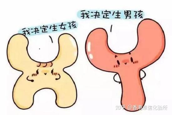 一条试纸测生男生女,这个你信吗? - 知乎