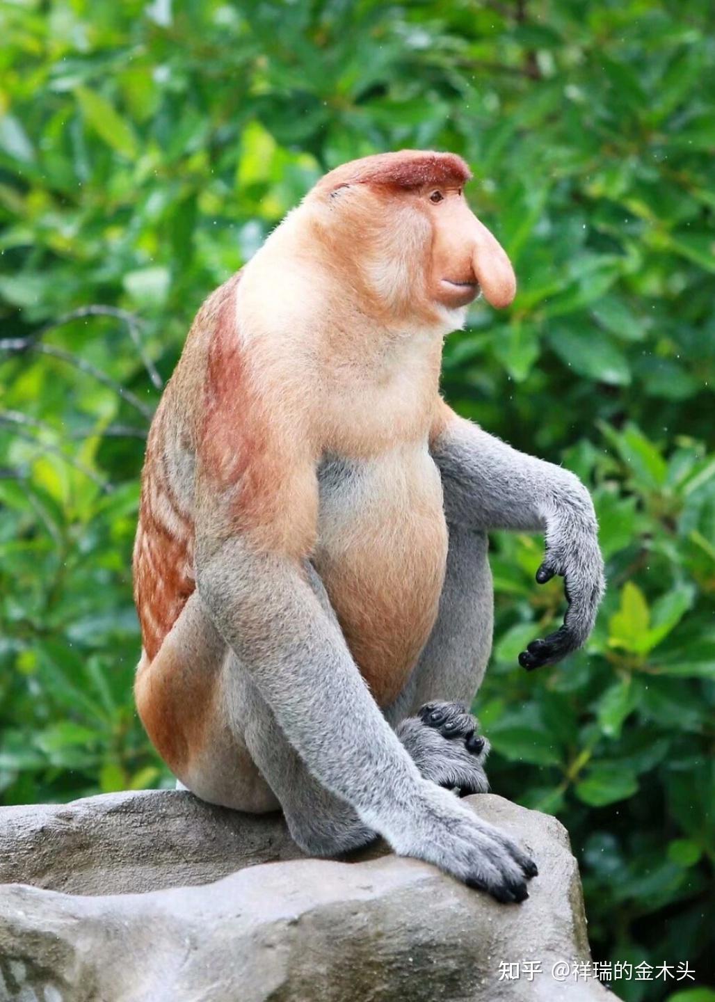 自然界有哪些长相古怪的动物?