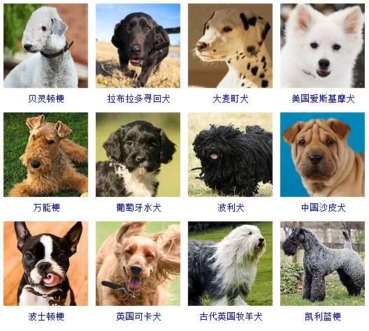 178种狗狗品种大全,原来按体型智商都是这么分! - 知乎