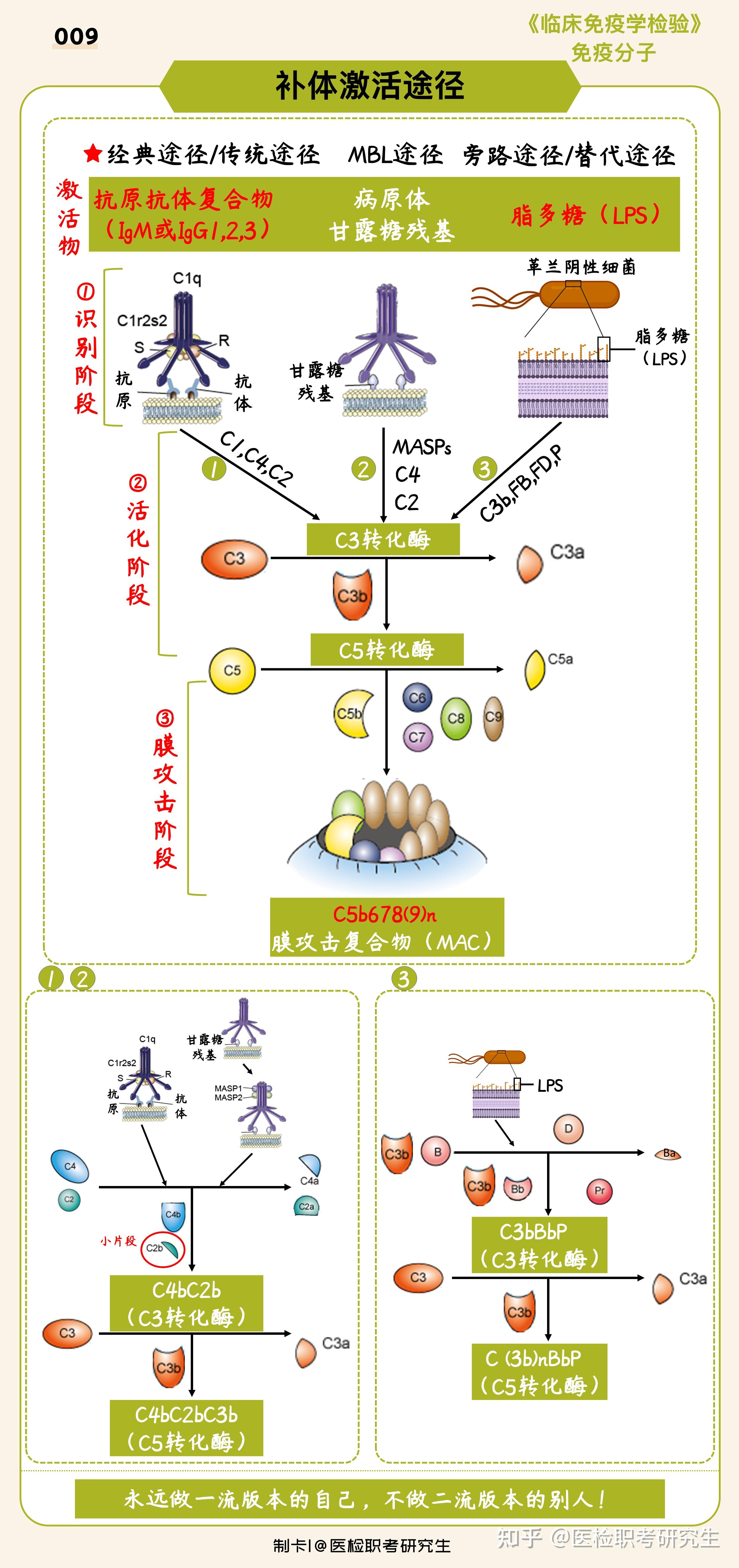 三条补体激活途径中,进化的先后顺序是什么,哪条首先进化出来,为什么?