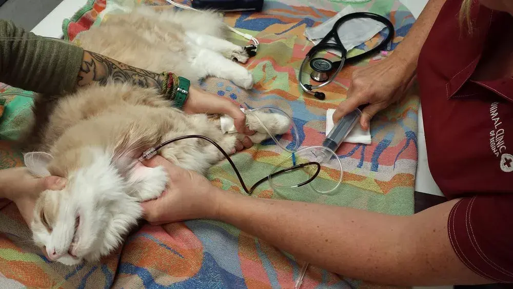 猫咪献血输血有要求?10个基础问题答疑 - 知乎