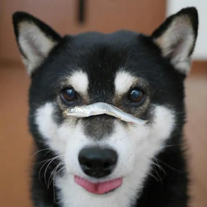 黑柴的标准是什么?黑柴犬怎么挑选? - 知乎