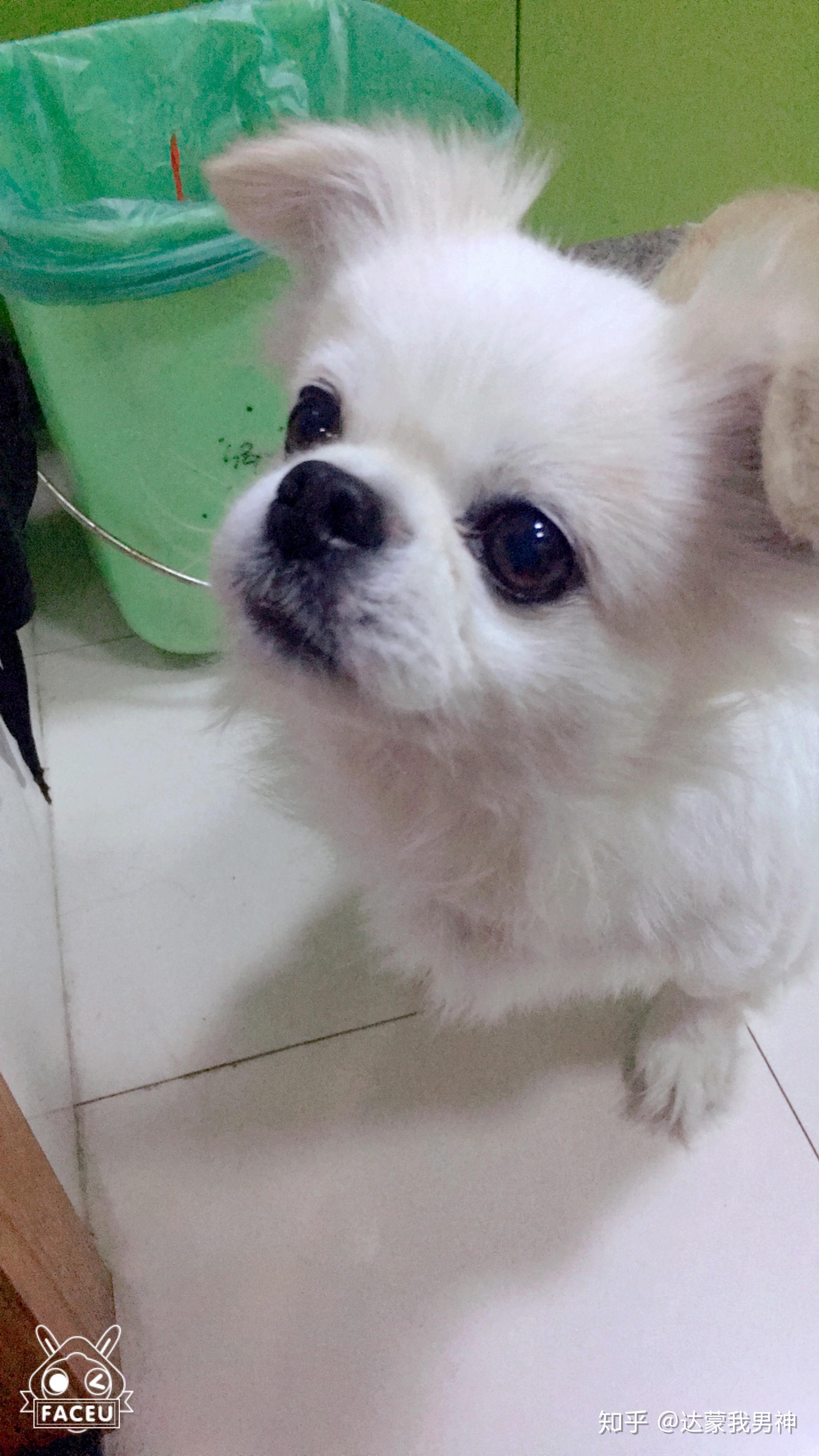 小时候常见的京巴狗去哪儿了