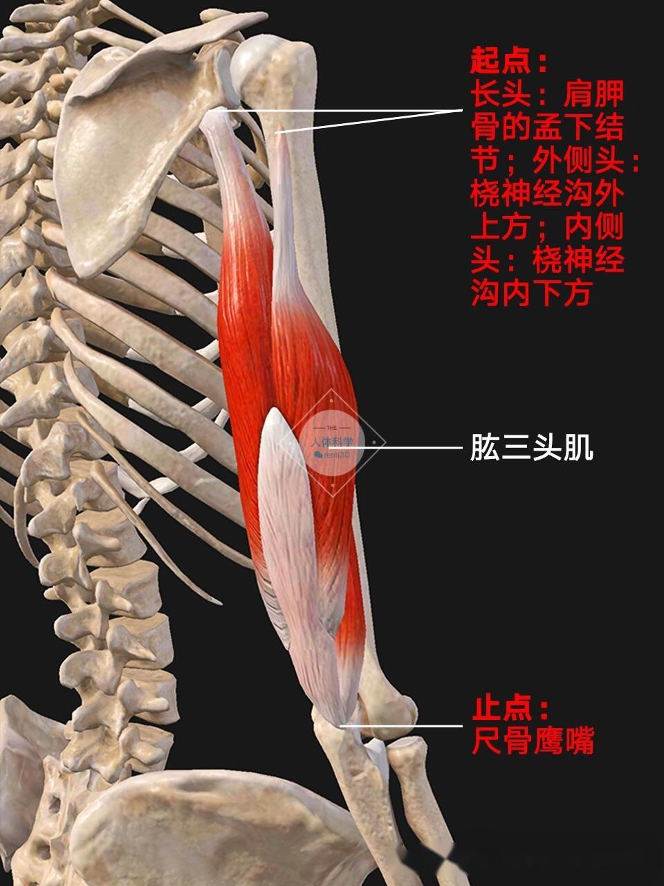 【肱三头肌】上臂背后的力量出发点 - 知乎