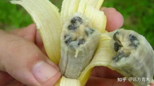 香蕉皮这么好剥，难道是专门为了方便人吃的吗？