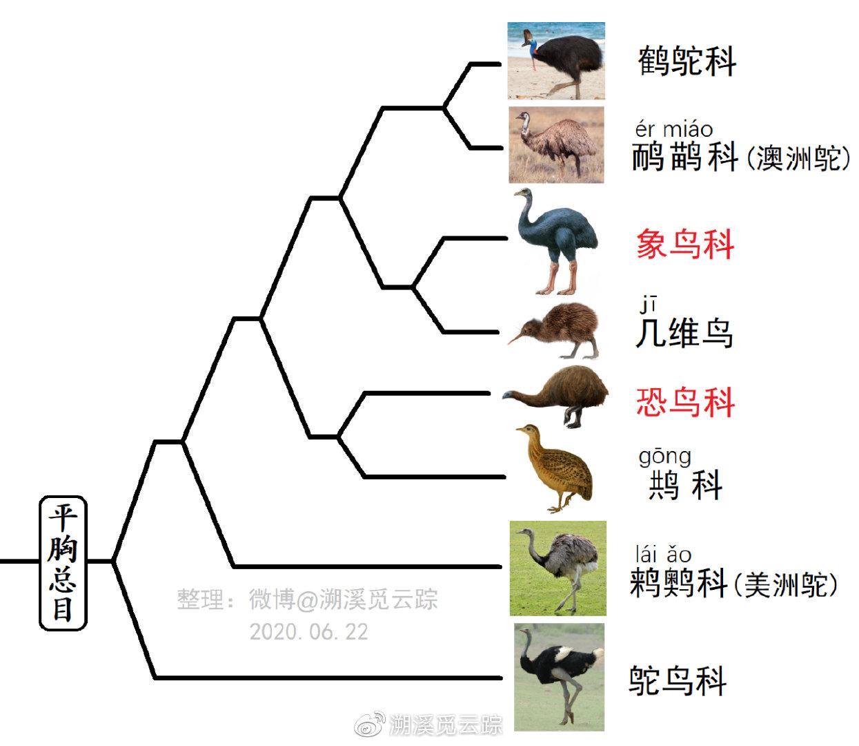 恐鸟目图片