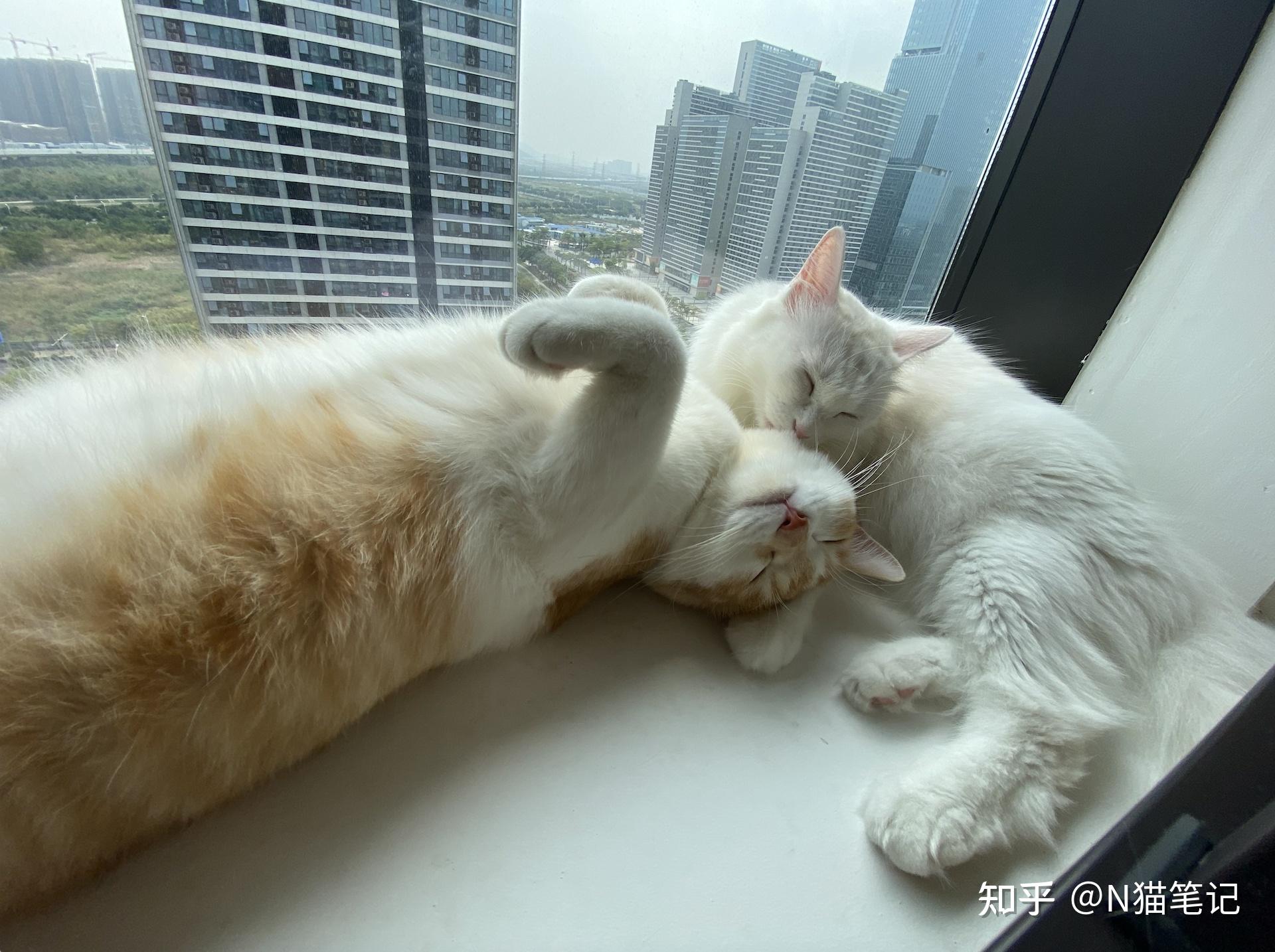 如果猫会发朋友圈可能发什么内容