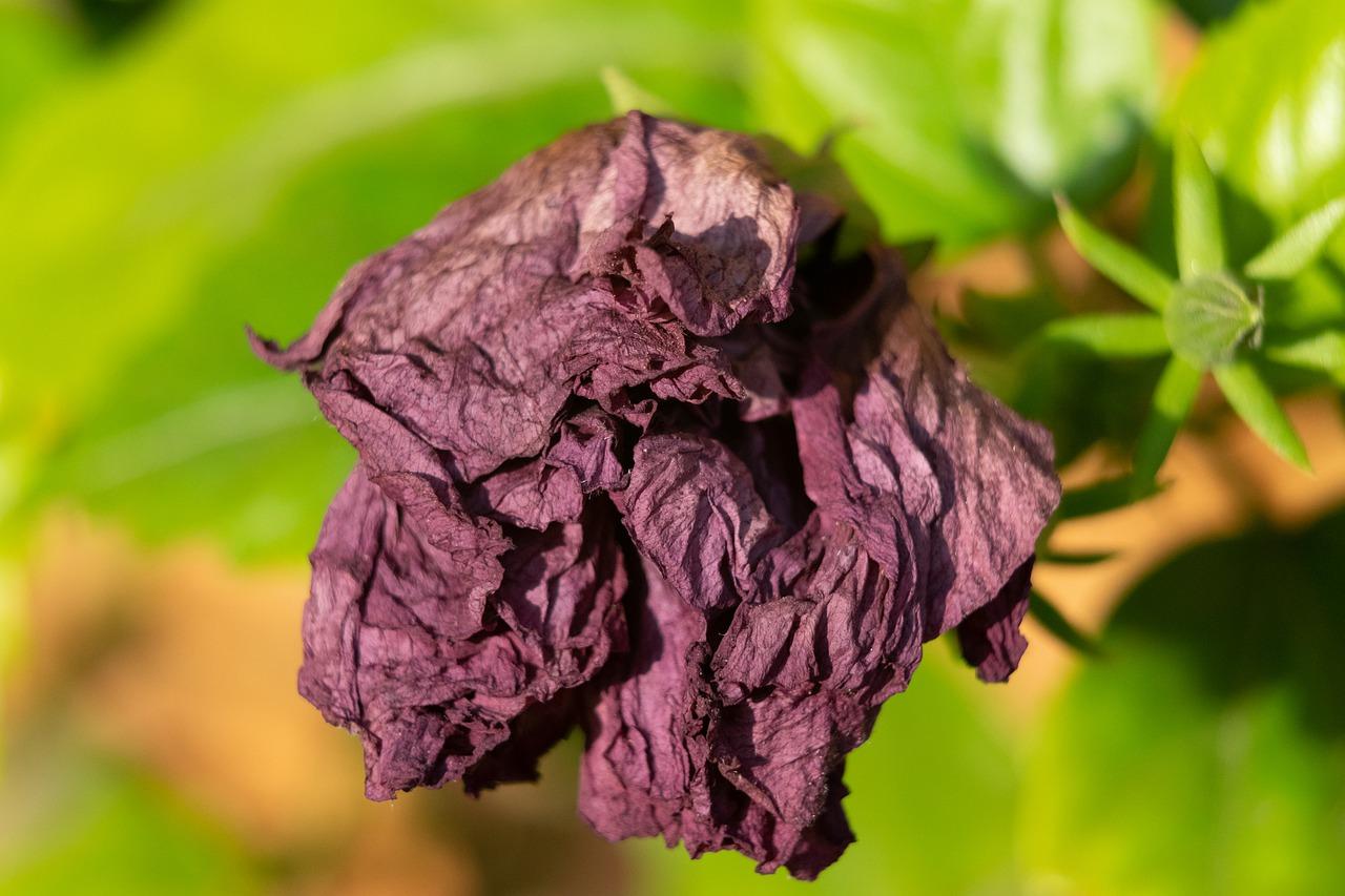 2. 芙蓉花花期管理