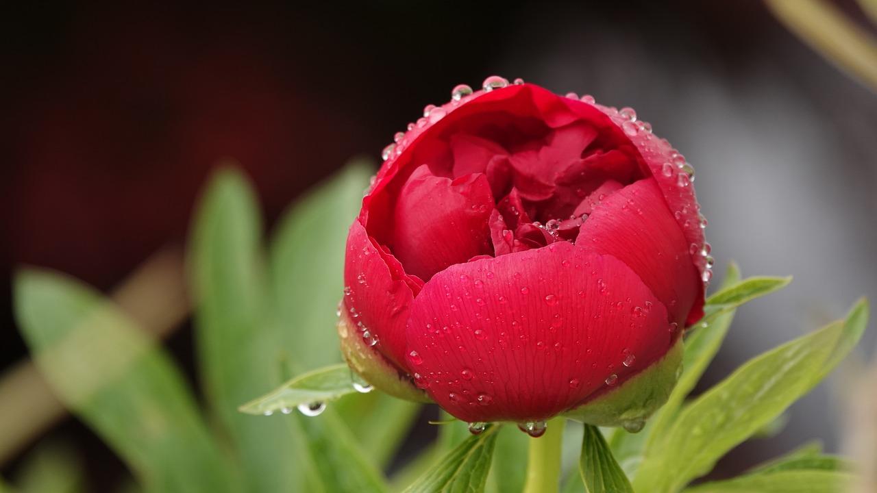 蔷薇什么季节开花