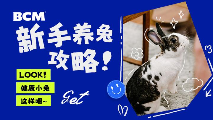 新手养兔攻略!健康小兔这样养~ - 知乎