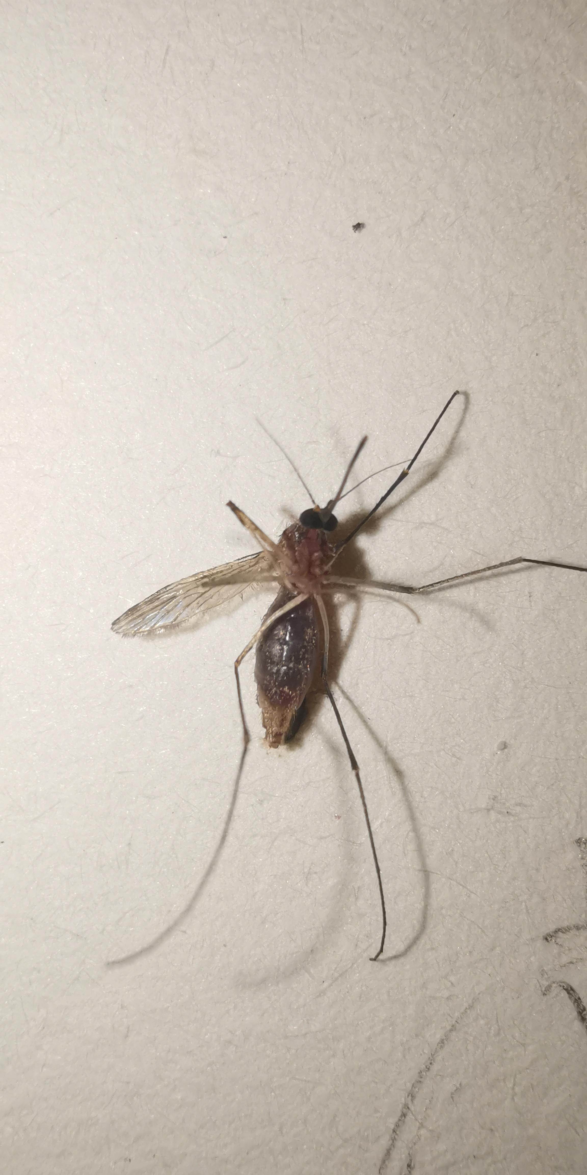 虫子出现在床上,这是什么虫?