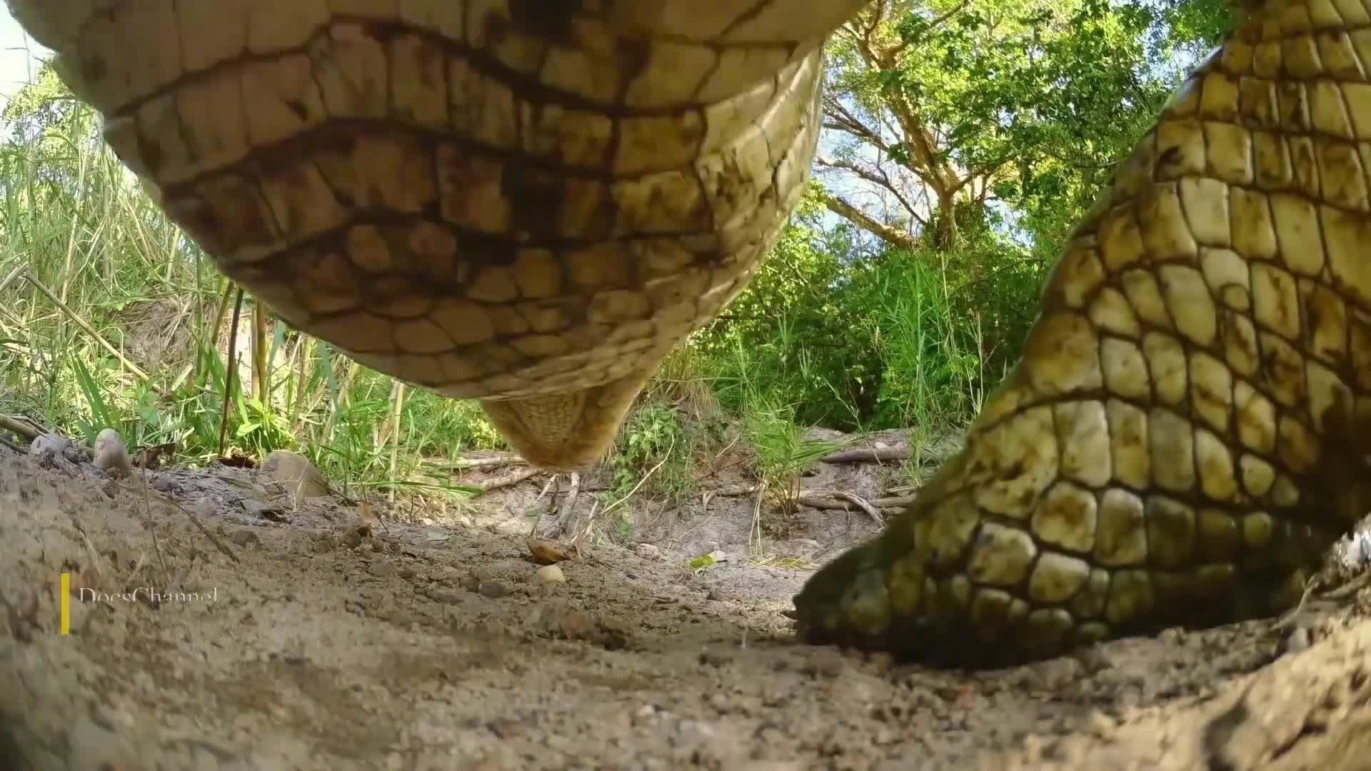 尼罗鳄大战巨蜥