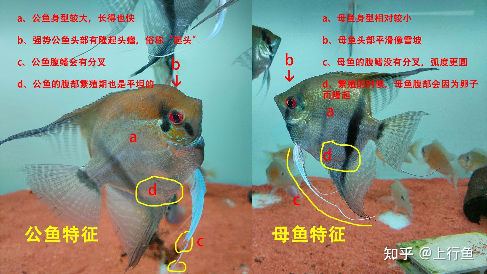 燕魚應該如何區分公母又該怎麼去繁殖