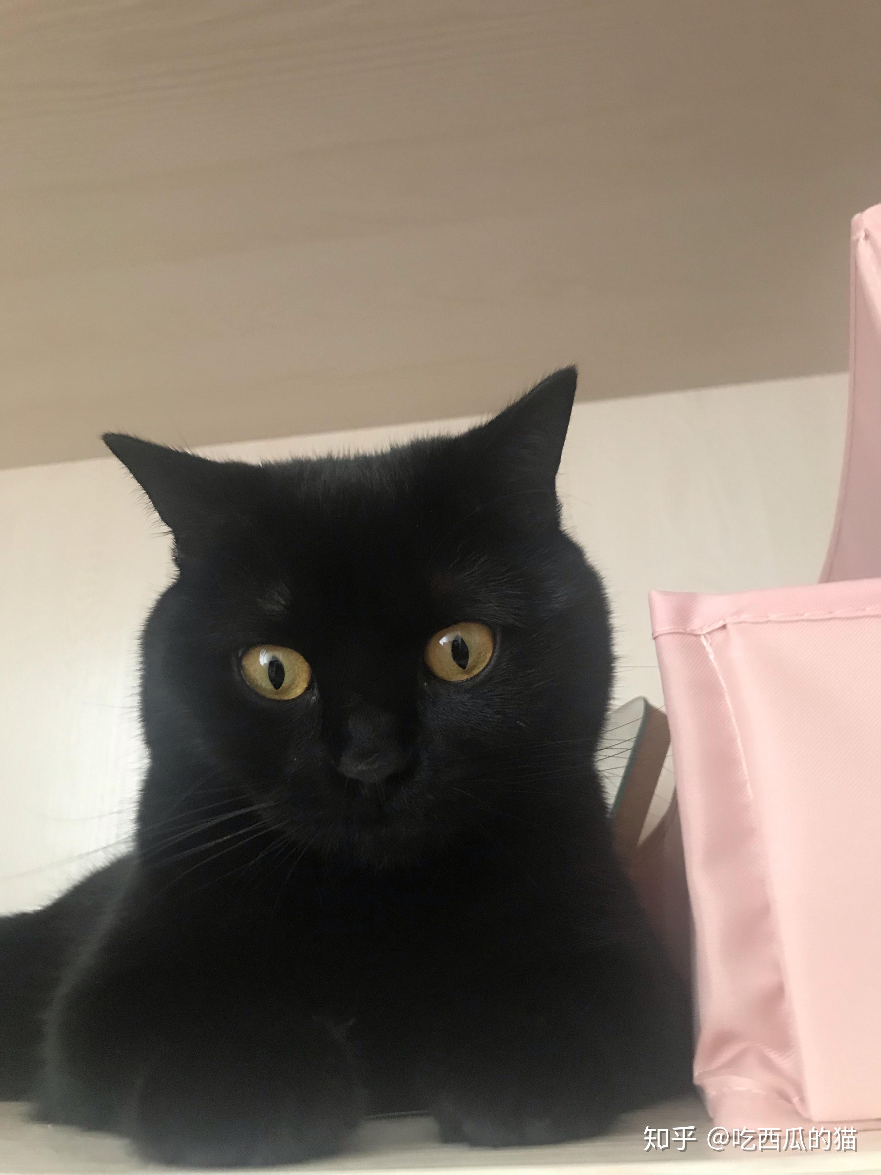 美短没有纯黑色的吗