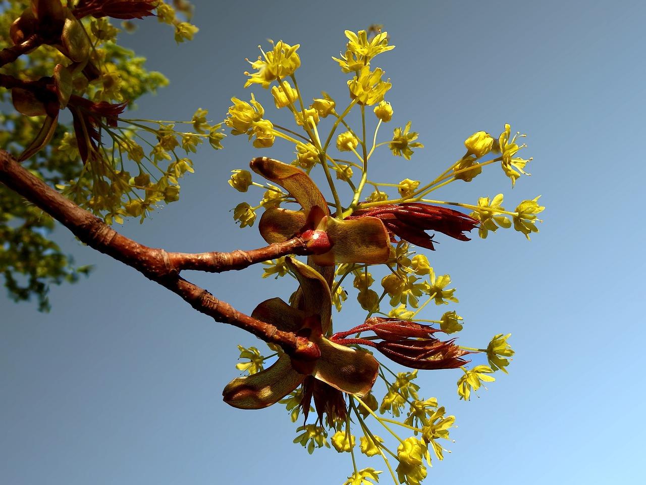 2. 楠树生长习性