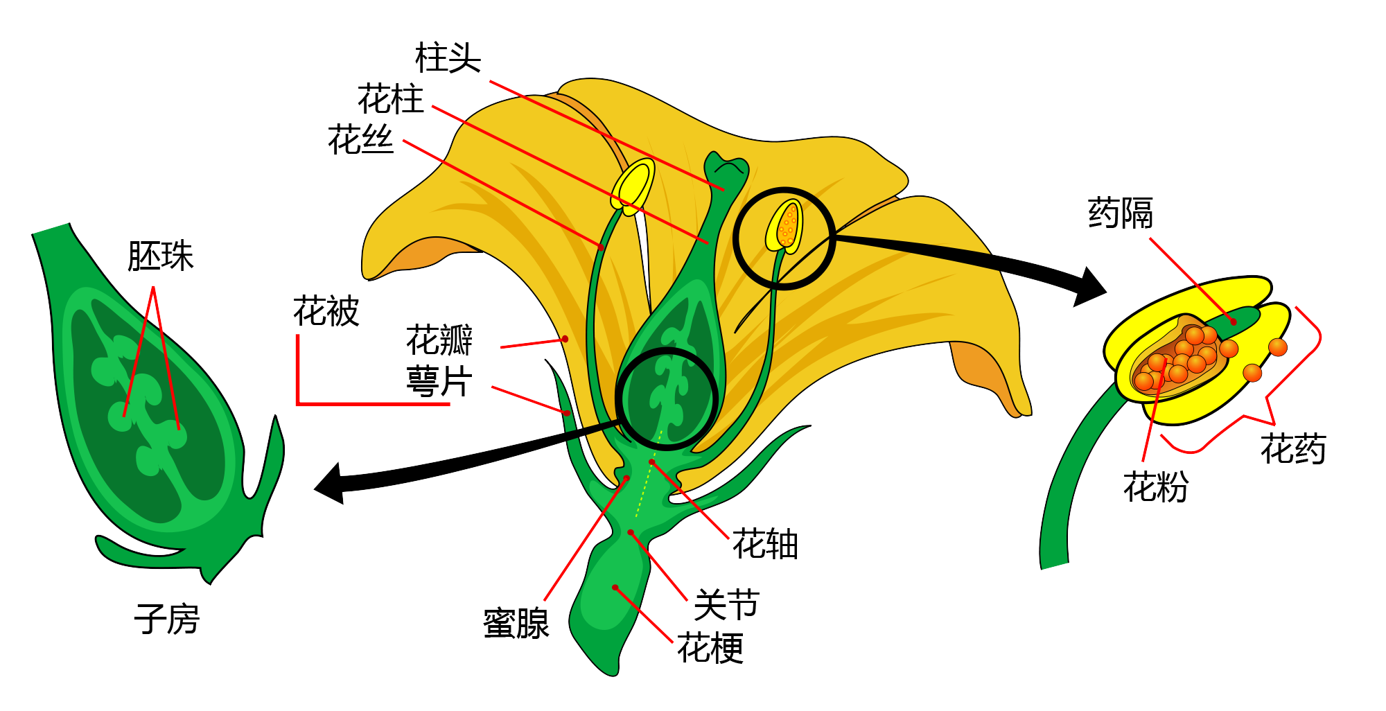 从进化上来看最早使用花作为生殖器官的植物是什么