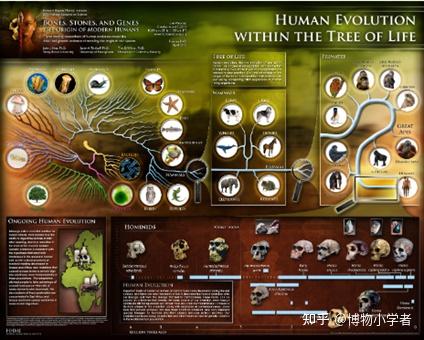 进化(EVOLUTION)—生命妥协中的呐喊 - 知乎
