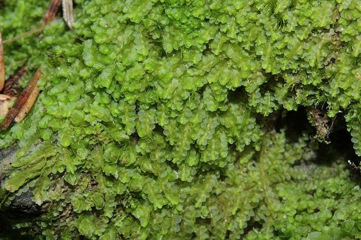 【地球生物全系列——植物篇】地钱门—叶苔纲 - 知乎
