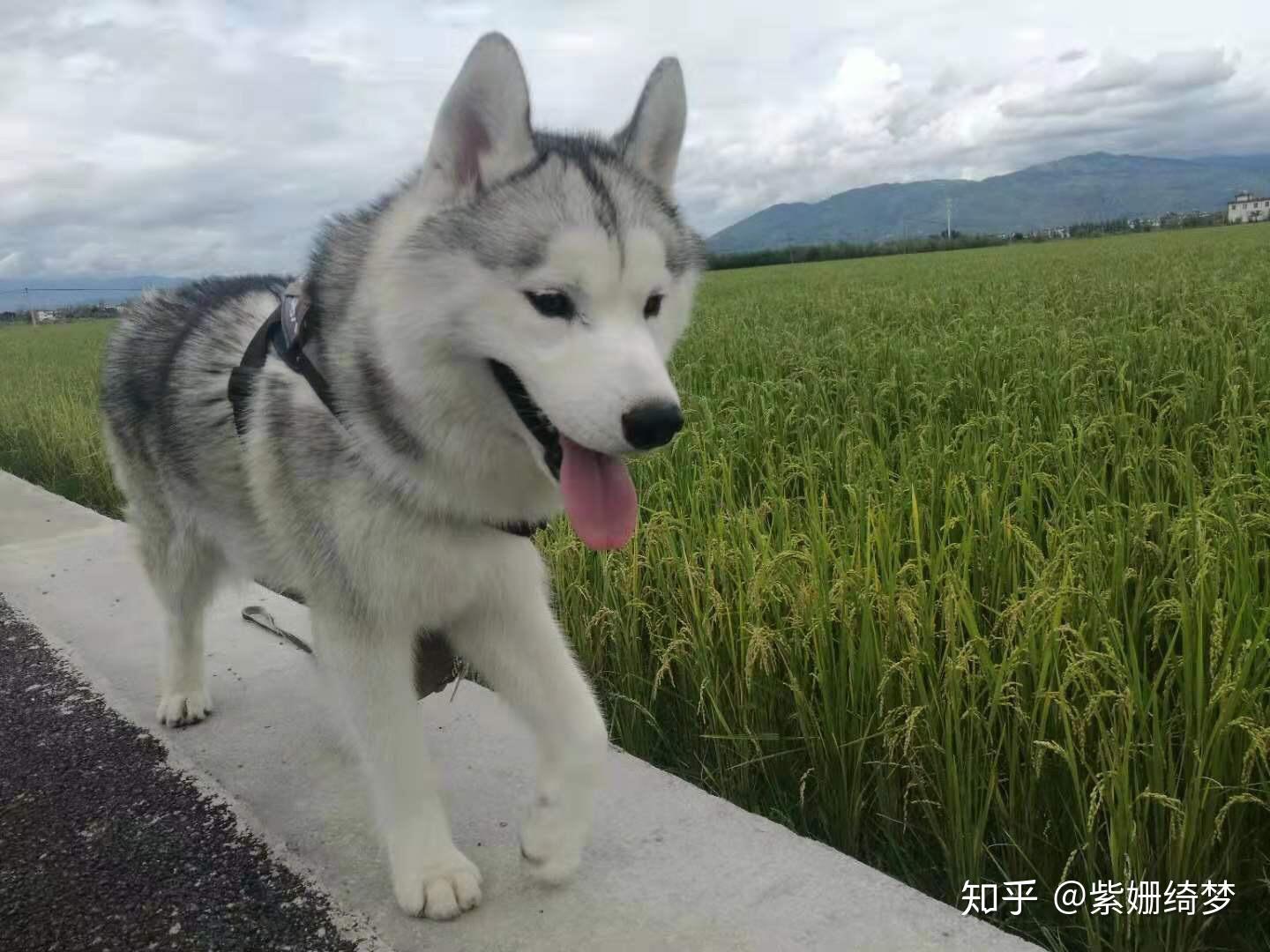 養哈士奇是種怎樣的體驗