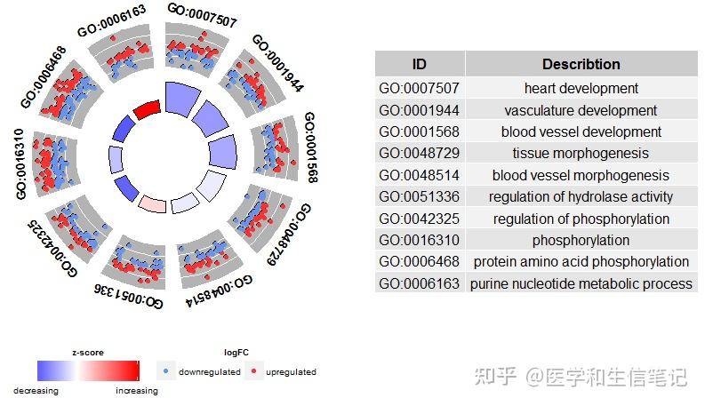 Goplot富集分析可视化 - 知乎