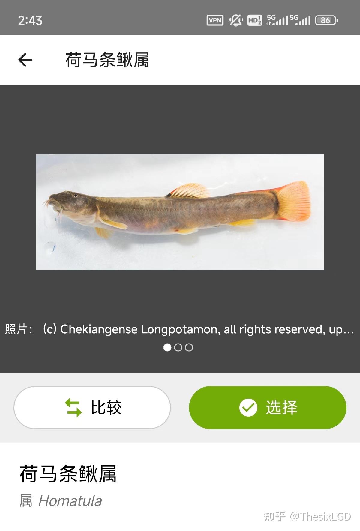 请问这条鱼是什么品种