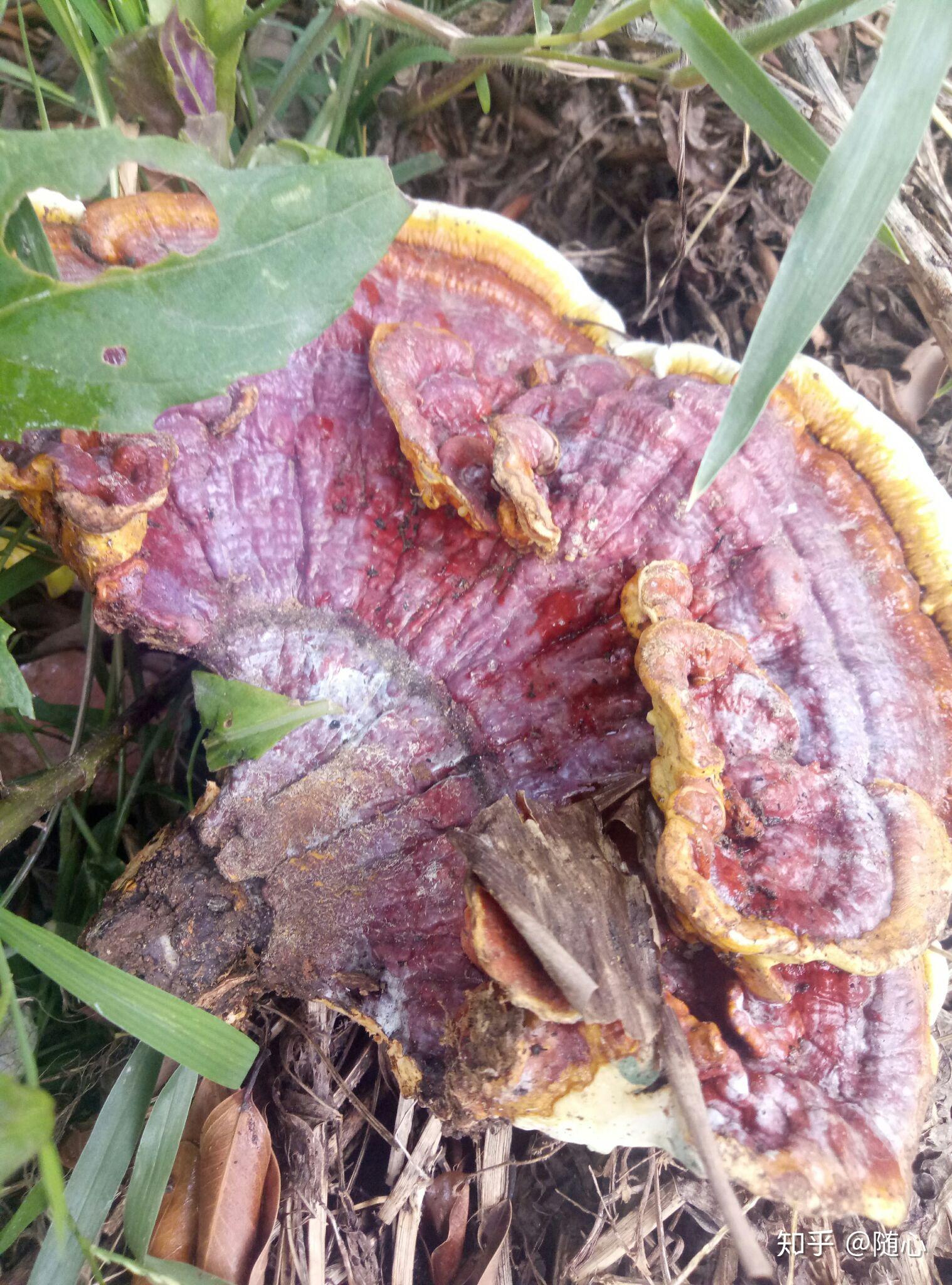 这是千年灵芝嘛吃了会飞升嘛