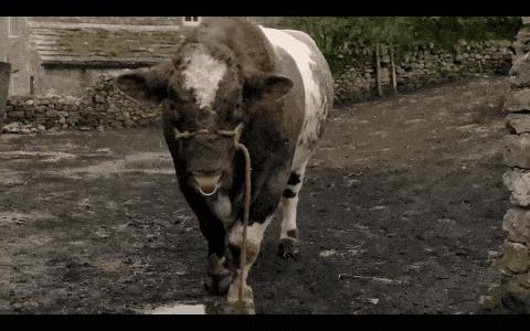 《万物生灵第六季》豆瓣9.4，秋季限定神剧回归！