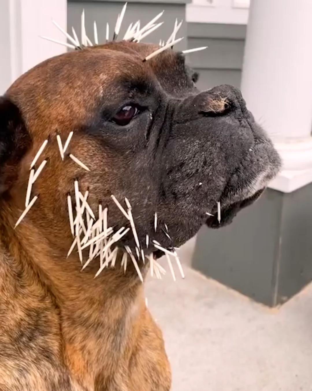 被豪猪扎了满身刺的动物都死了吗还是自己把刺拔出来? - 知乎