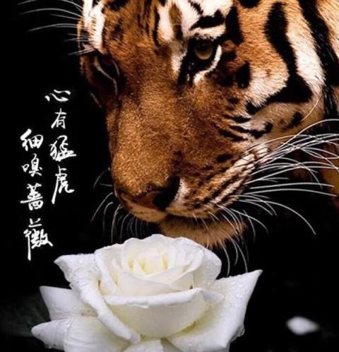 心有猛虎细嗅蔷薇