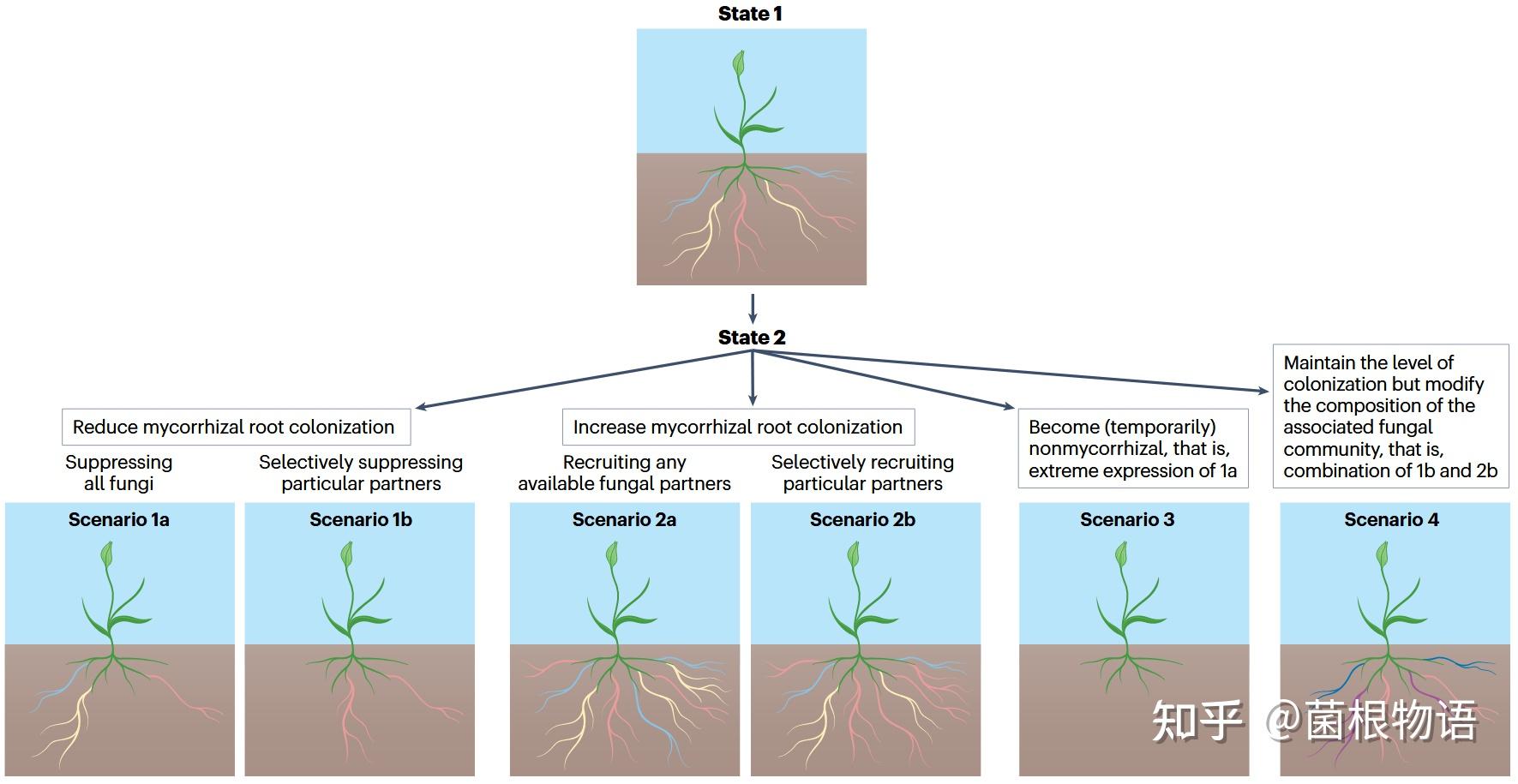 Nature Reviews Biodiversity 跨尺度植物菌根协同生态位的重要性 知乎 