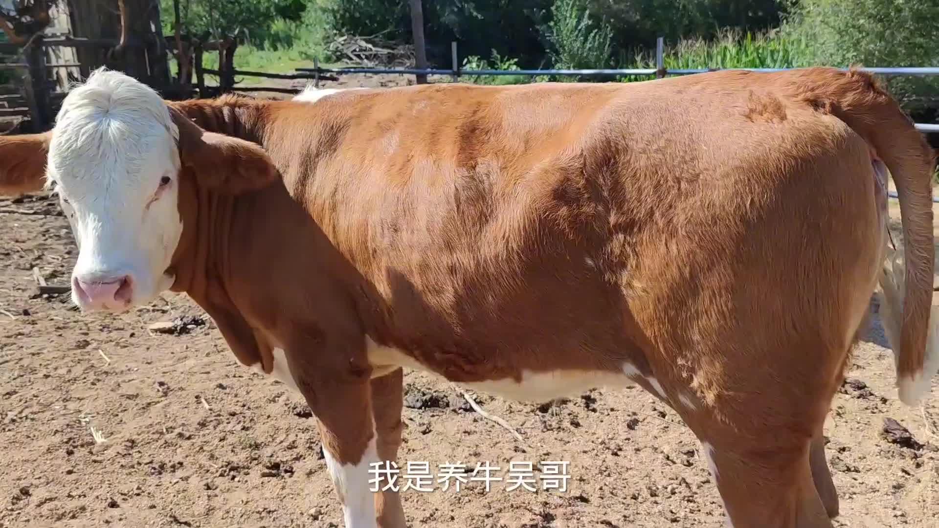 二椅子牛和嘌牛真坑人怎样快速识别是关键