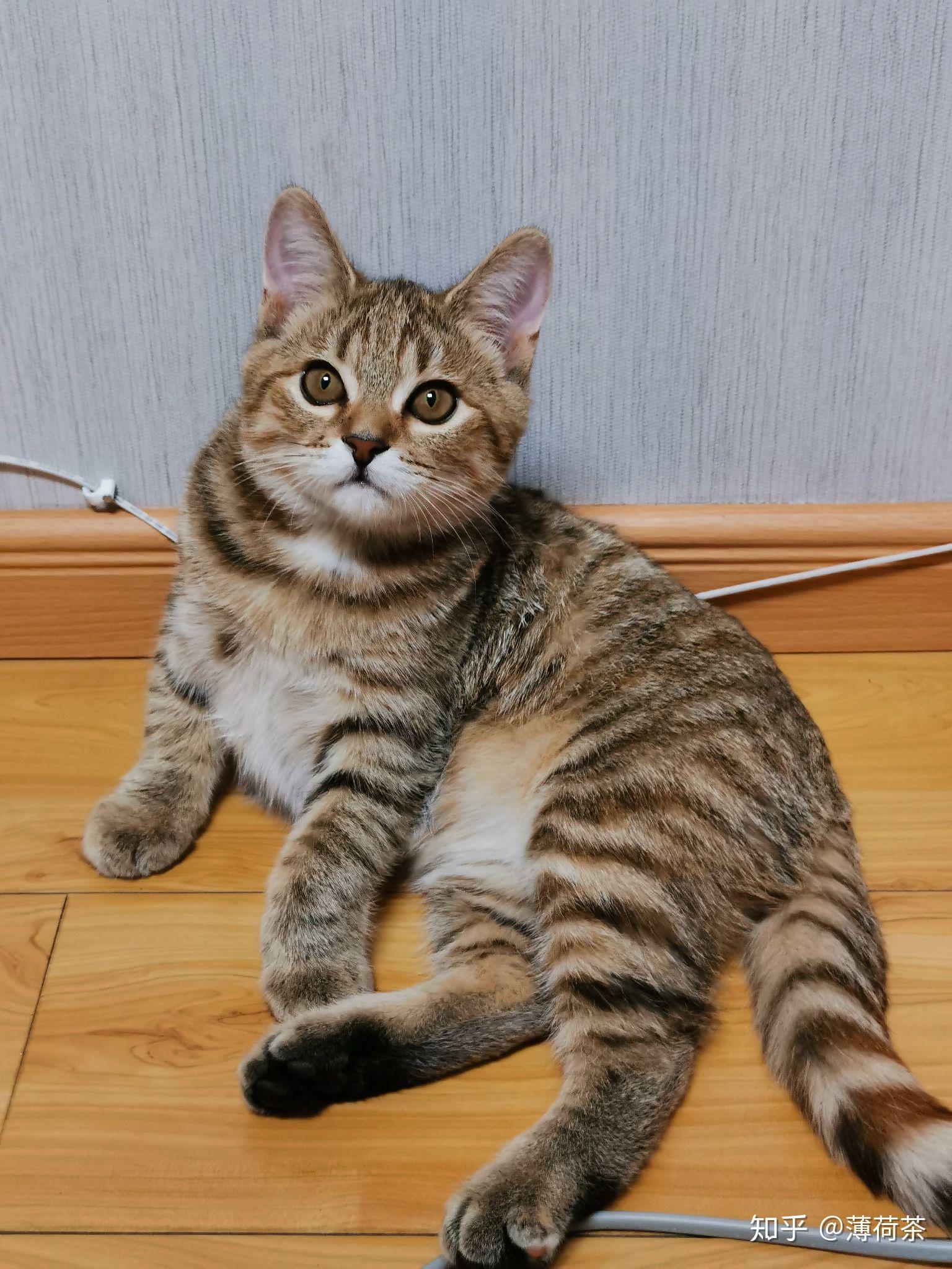 狸花猫可以漂亮到什么程度? - 知乎