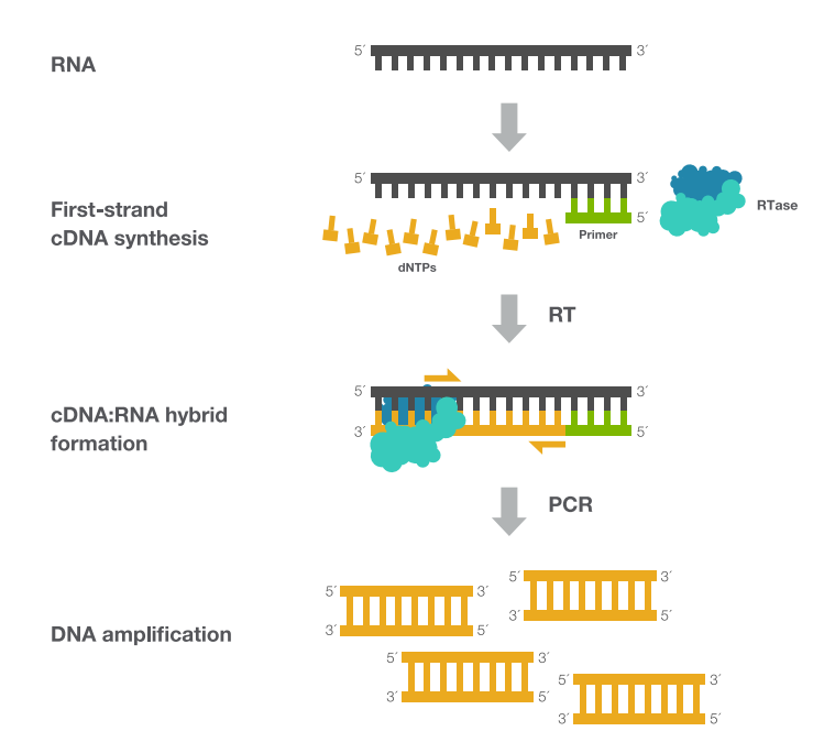 RT PCR的产物是DNA还是mRNA？ - 知乎