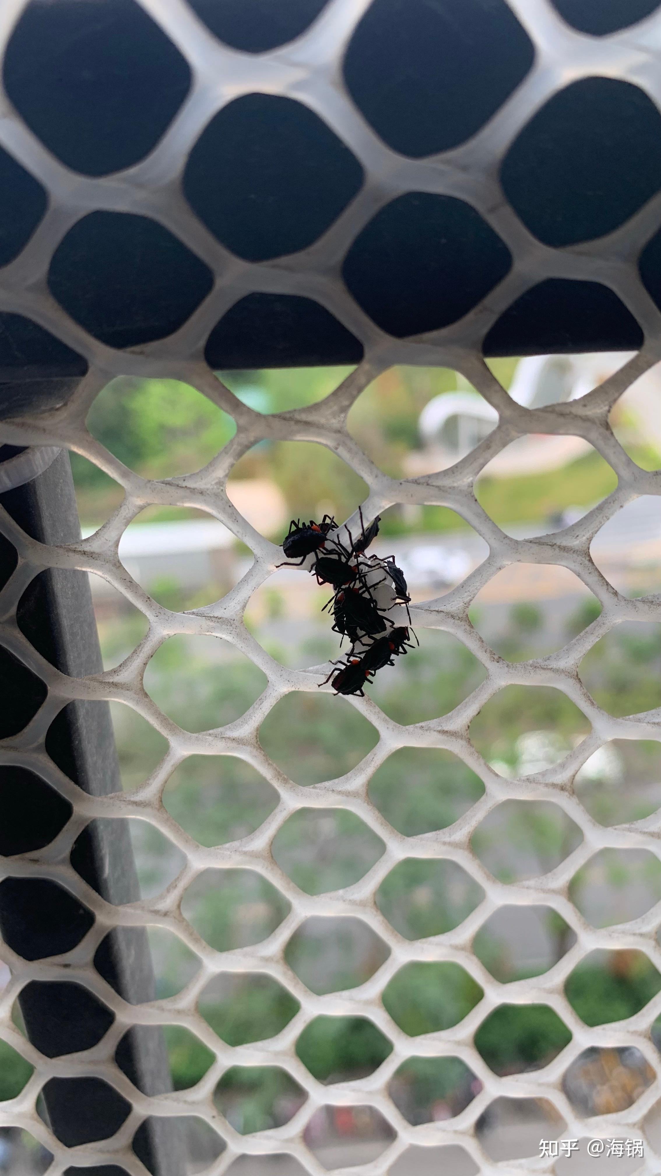 荔枝椿象虫卵臭屁虫如下图在衣柜里发现我们是五楼的下面有荔枝树接