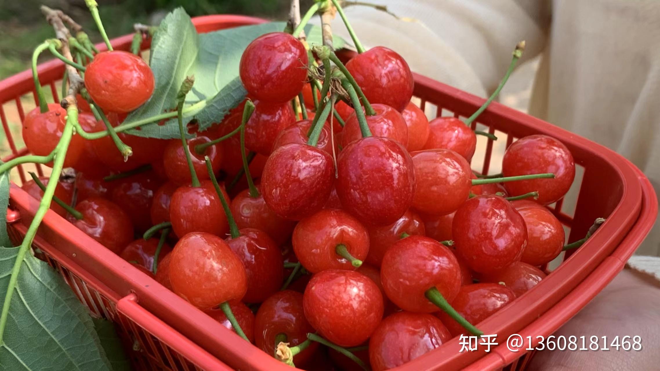 大樱桃苗批发基地