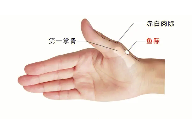 养肺就是养命,经常按摩这几个穴位,让你“肺”常健康! - 知乎