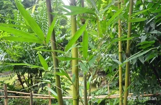 竹类植物识别图鉴(超全),值得珍藏! - 知乎