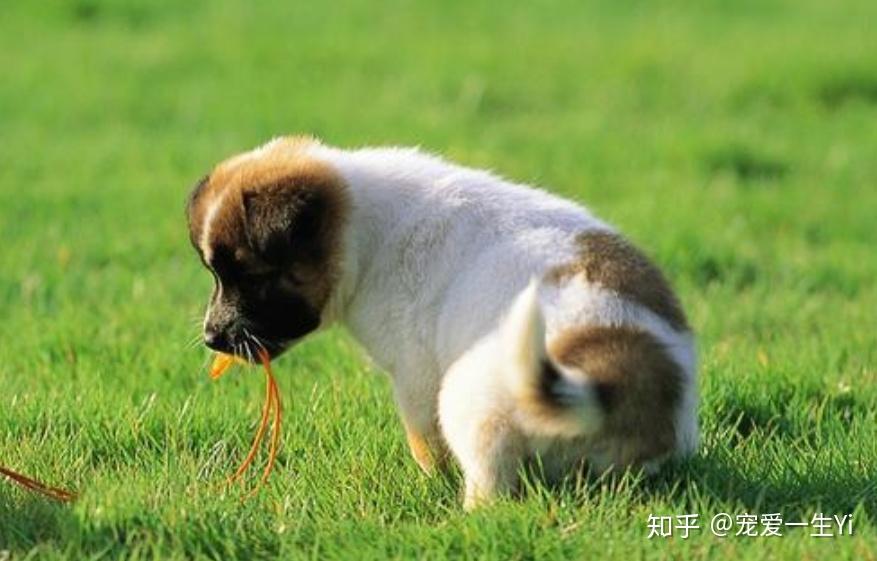 狗狗润肠通便的食物 - 知乎