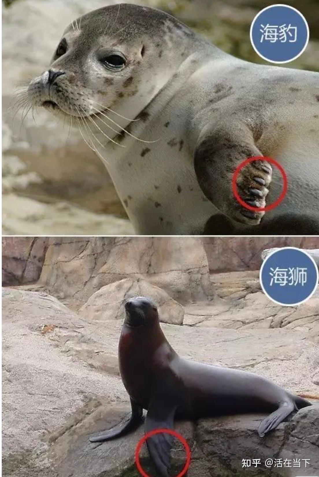 怎么区分海狮、海狗、海豹? - 知乎